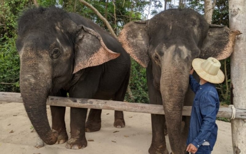 Kulen Elephant Forest - Siem Reap activities