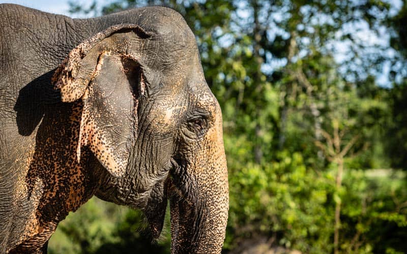 Kulen Elephant Forest - Siem Reap Activities