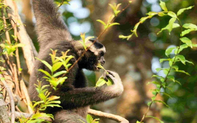 Pileated Gibbon - Angkor Centre for Conservation of Biodiversity